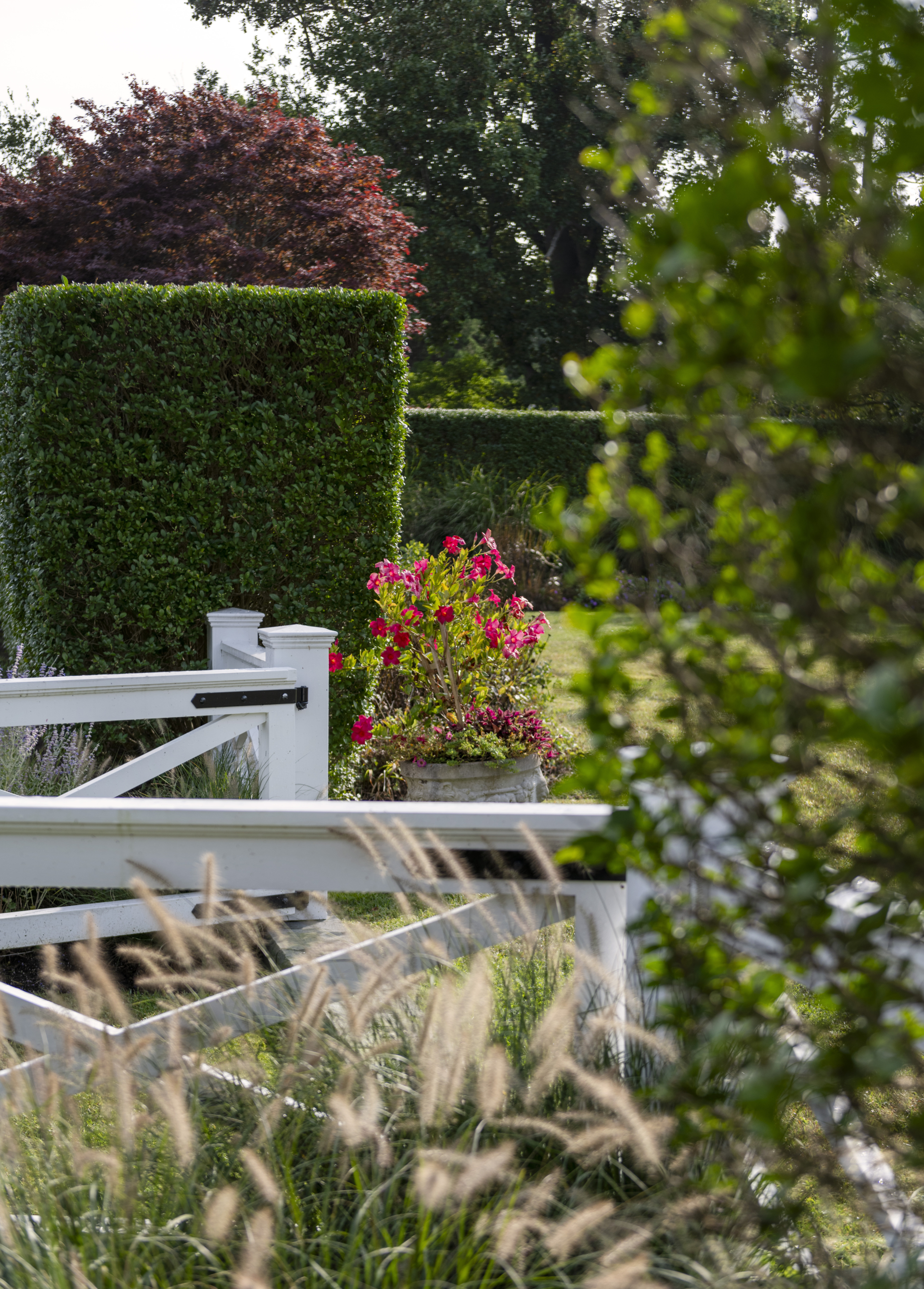 A cottage garden with trimmed hedges