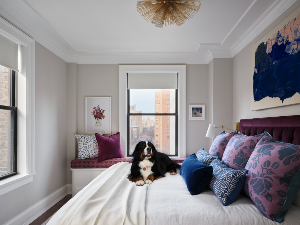 Bernese Mountain Dog on bed with purple and blue pillows in Upper West Side pet-friendly apartment.