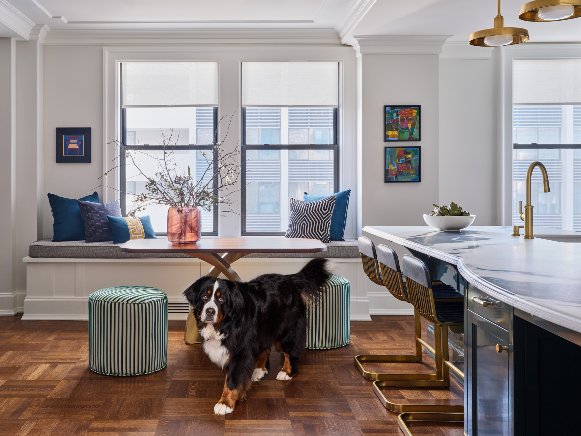 Bernese Mountain Dog standing near brass dining table and window seat in Upper West Side apartment.