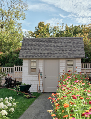 A garden shed with dahlias.